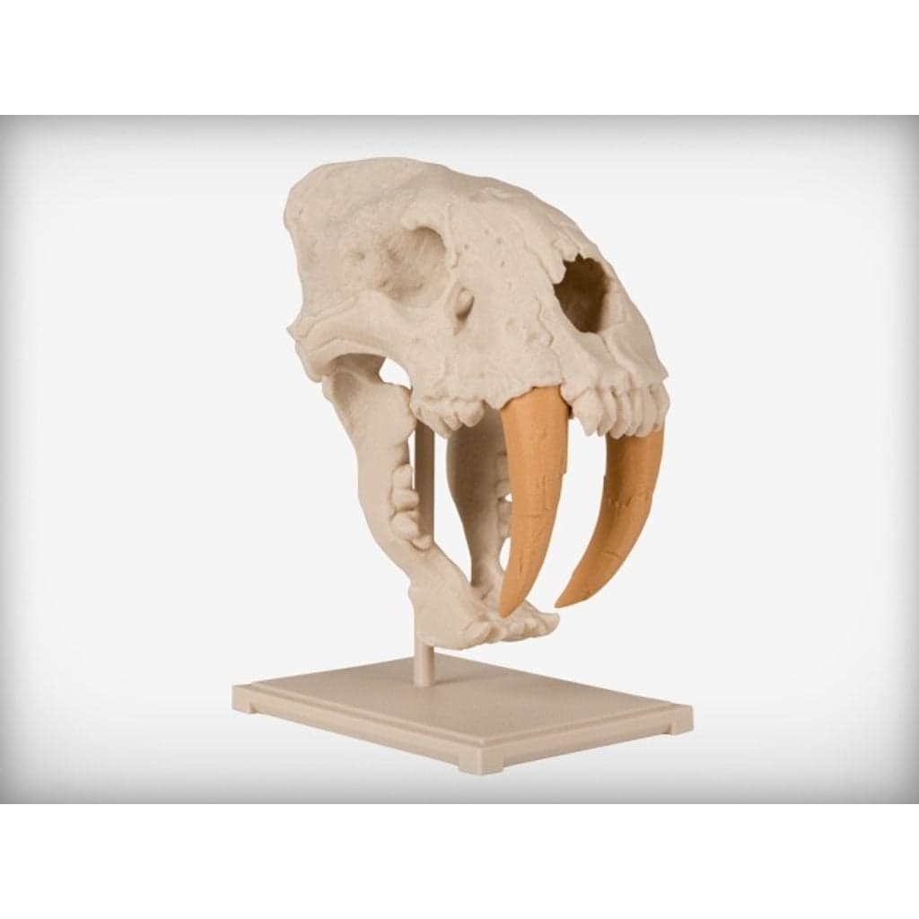 Figura Saber-Toothed Cat Skull