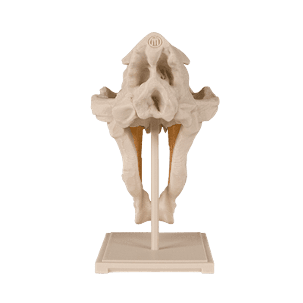 Saber-Toothed Cat Skull — imagen 2