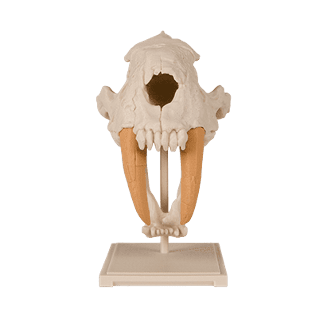 Saber-Toothed Cat Skull — imagen 3