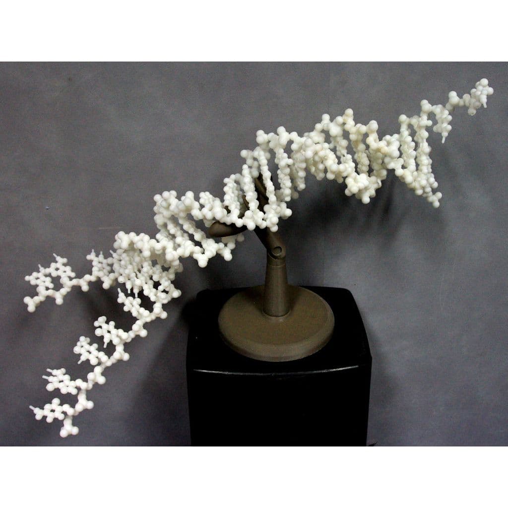 Figura Folding DNA model kit.  