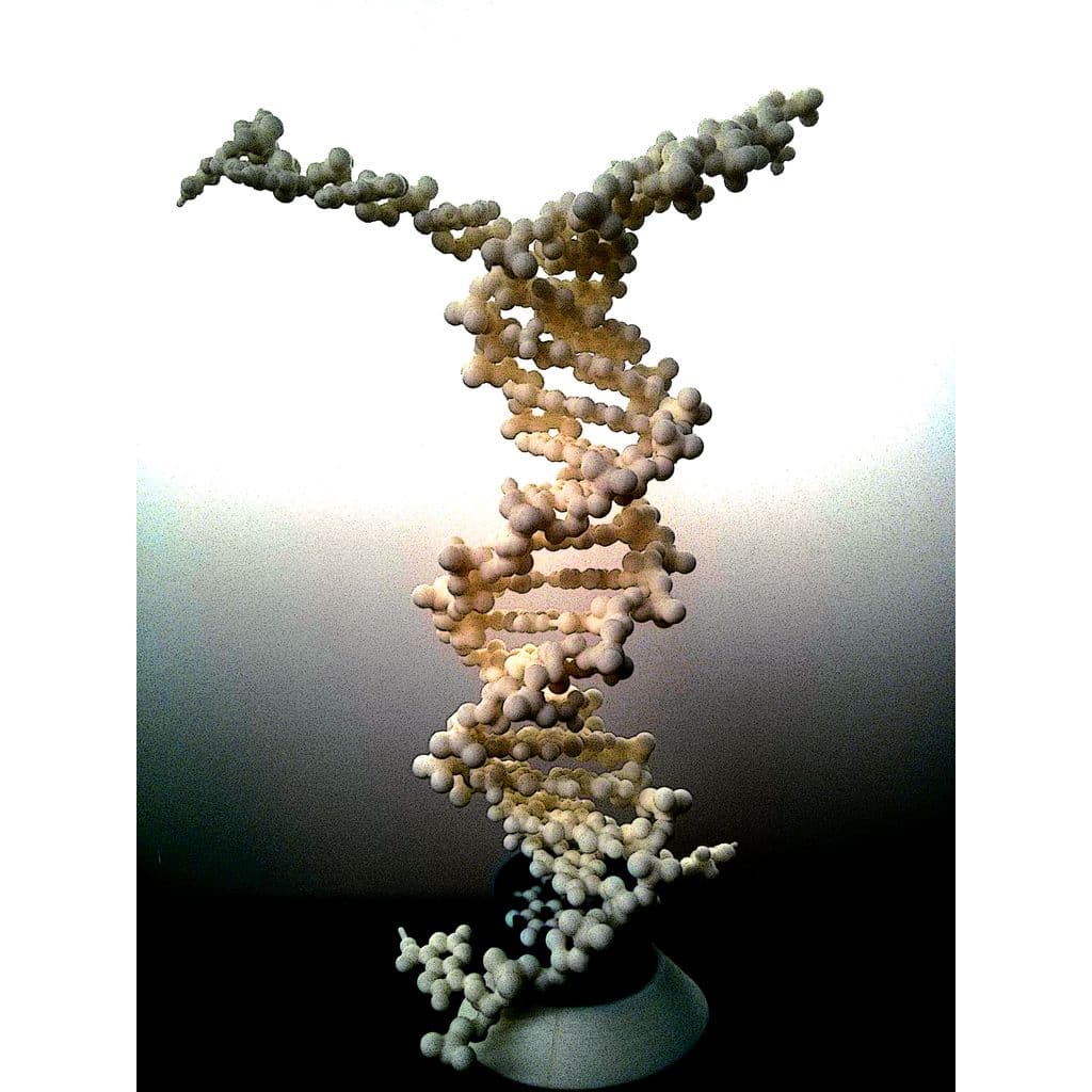 Folding DNA model kit.   — imagen 2