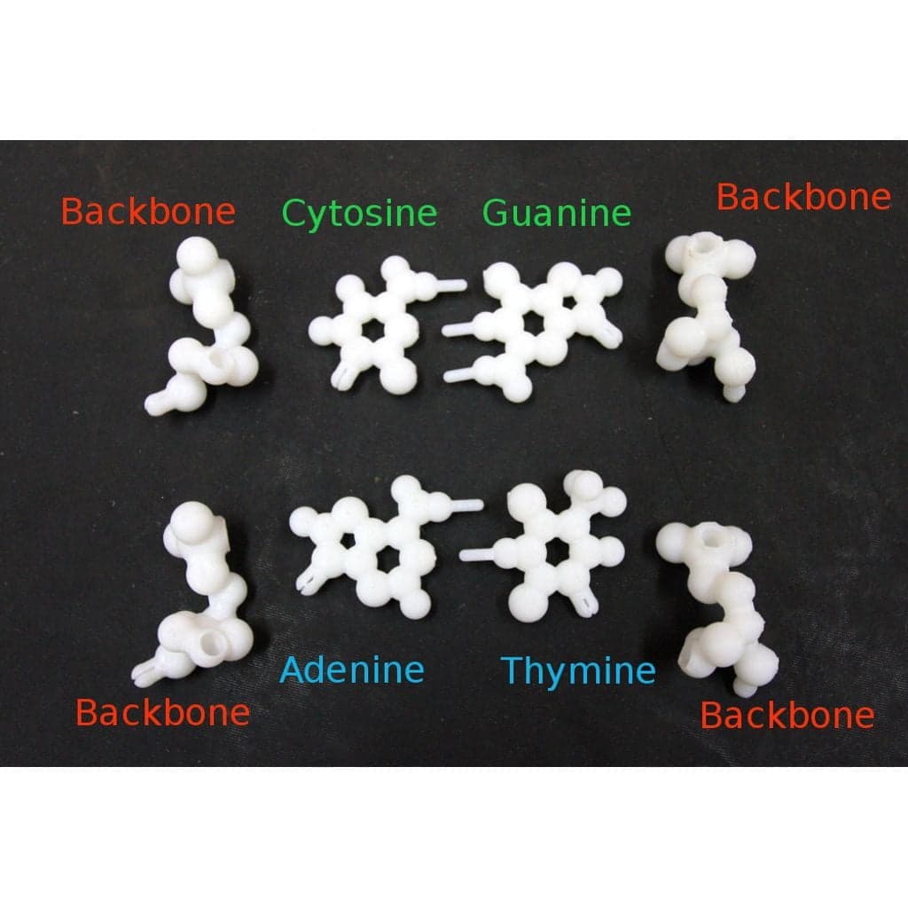 Folding DNA model kit.   — imagen 3